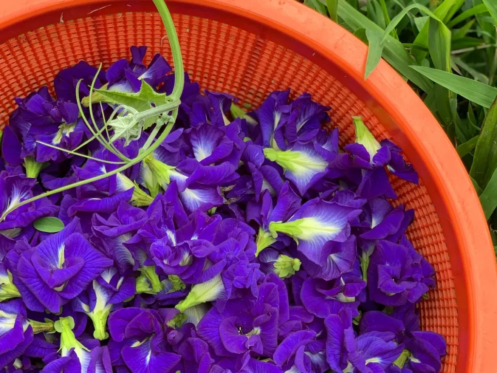 Butterfly Pea Flower: Blue Matcha