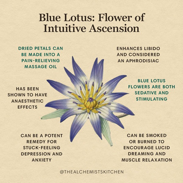 Blue Lotus Tea Herb Benefit