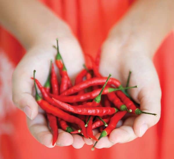 Calabrian Chili Peppers