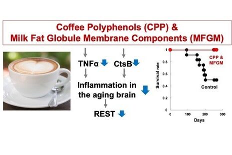 What Are Polyphenols in Espresso Crema?