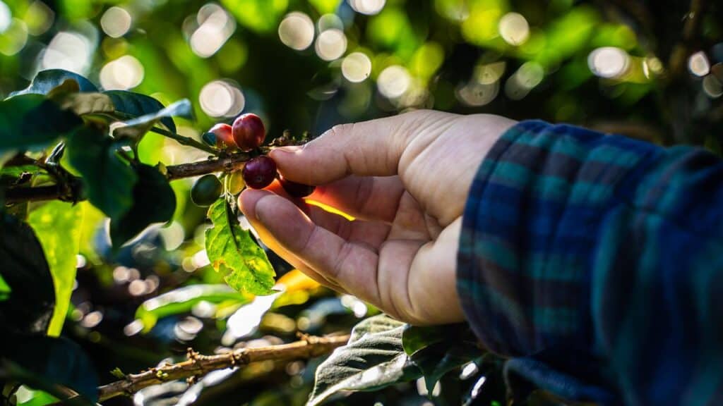 Microclimates Matter: Advanced Insights into the Geography of Excelsa