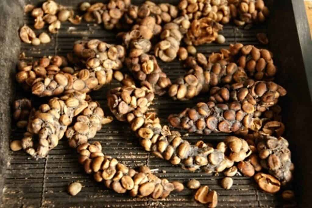 Production Process of Kopi Luwak