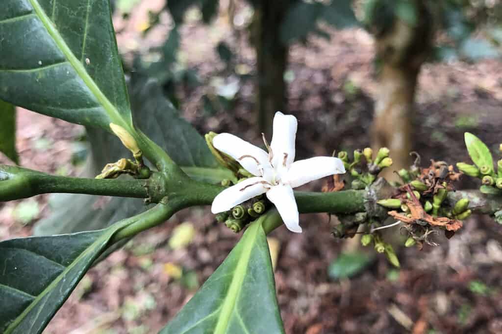 Future of Excelsa