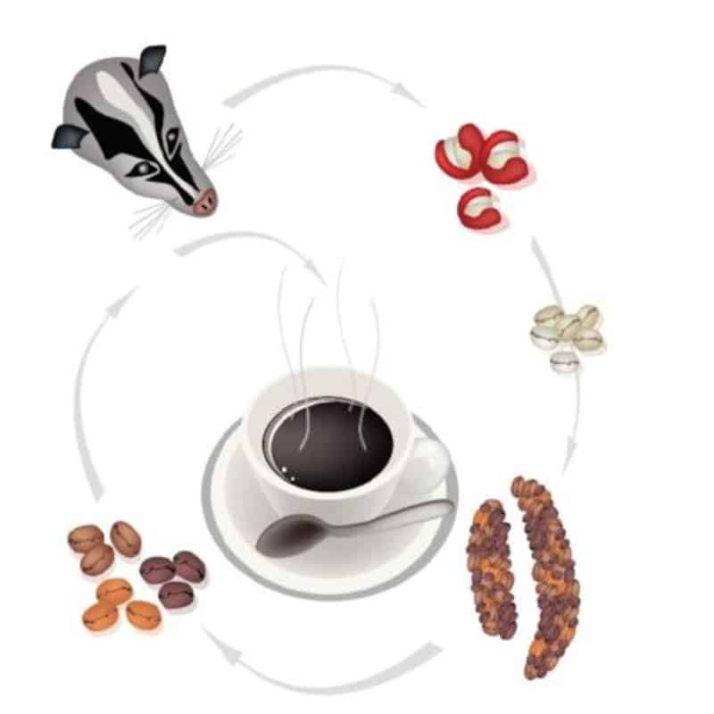 journey of Kopi Luwak