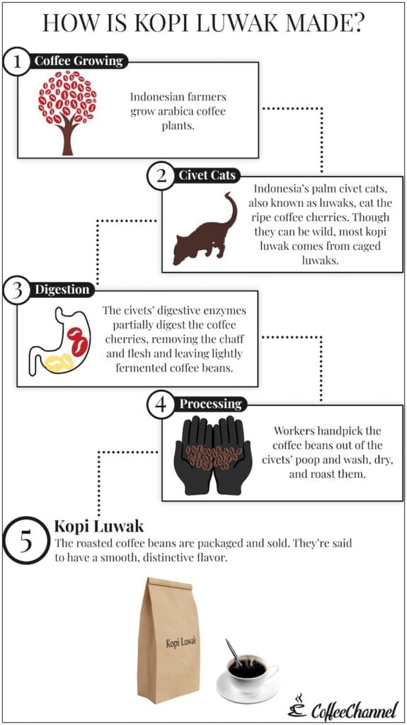 Process of making Kopi Luwak