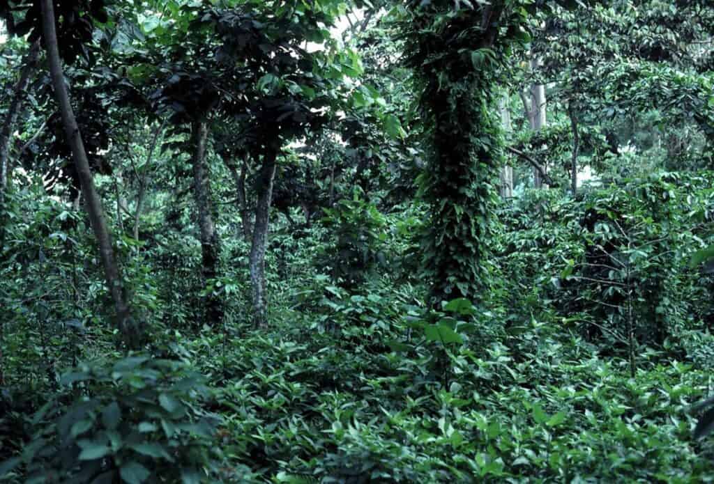 coffee trees under the canopy of native trees