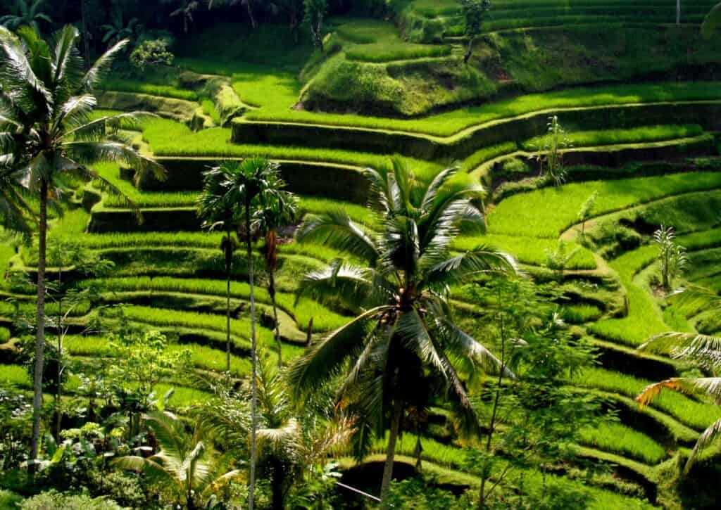 Vast land for farming Kopi Luwak