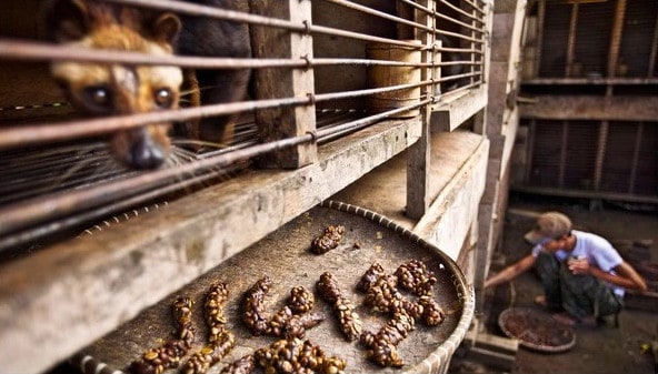 Ethics of Kopi Luwak