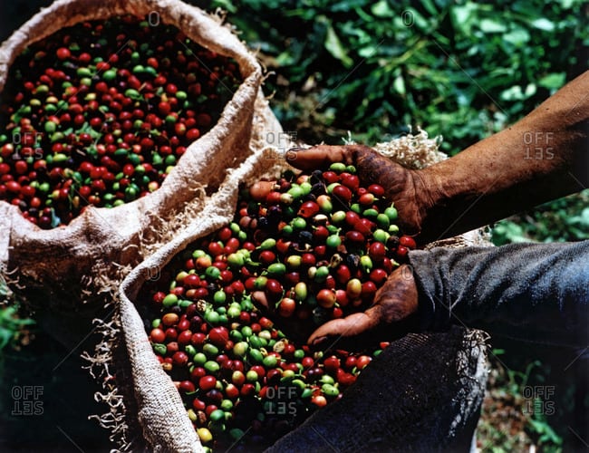Seasonal Shifts Excelsa cost