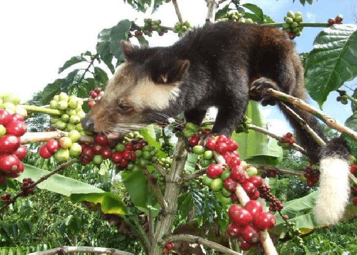 Cruelty behind Ethics of Kopi Luwak
