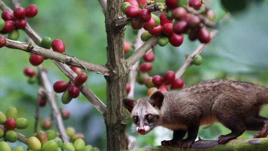 Kopi Luwak with civet