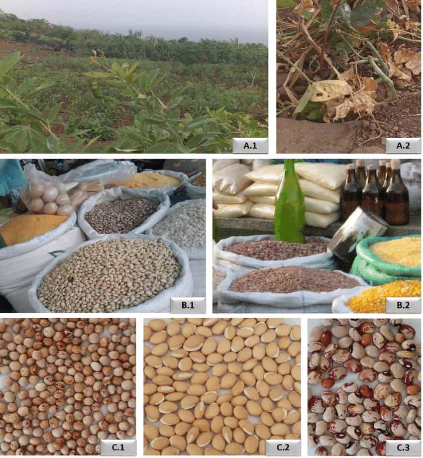 Different coffee stages