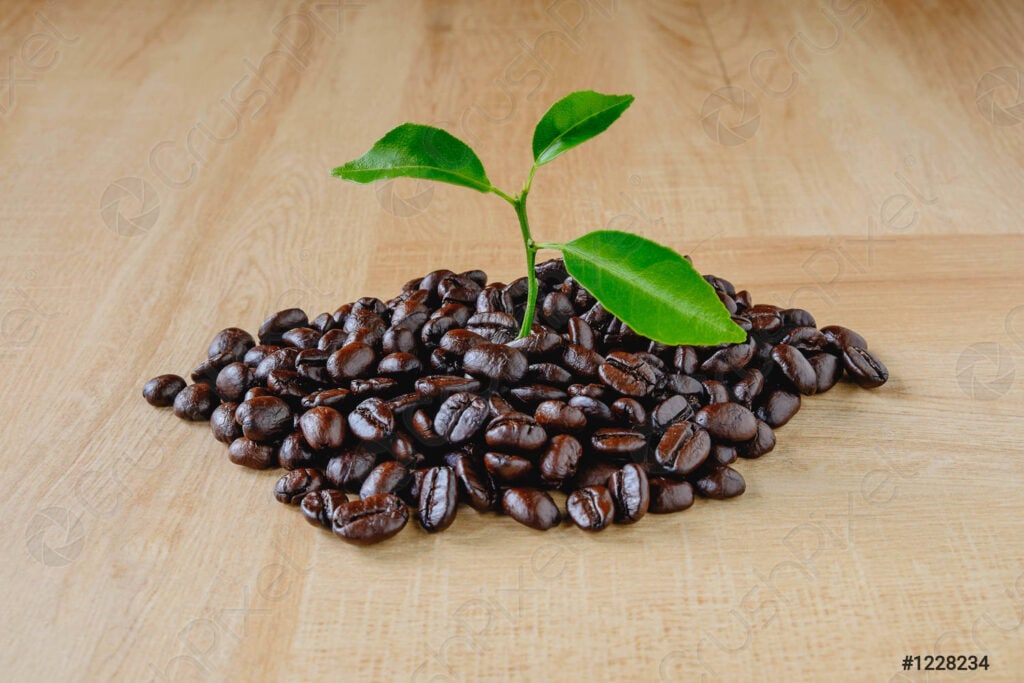 coffee organic-coffee beans