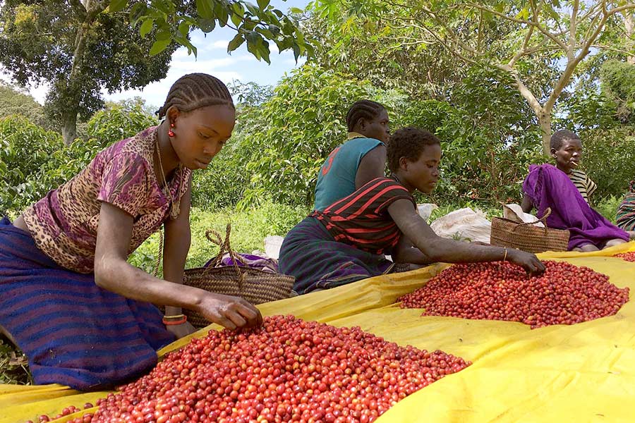 origins of fair trade coffee beans