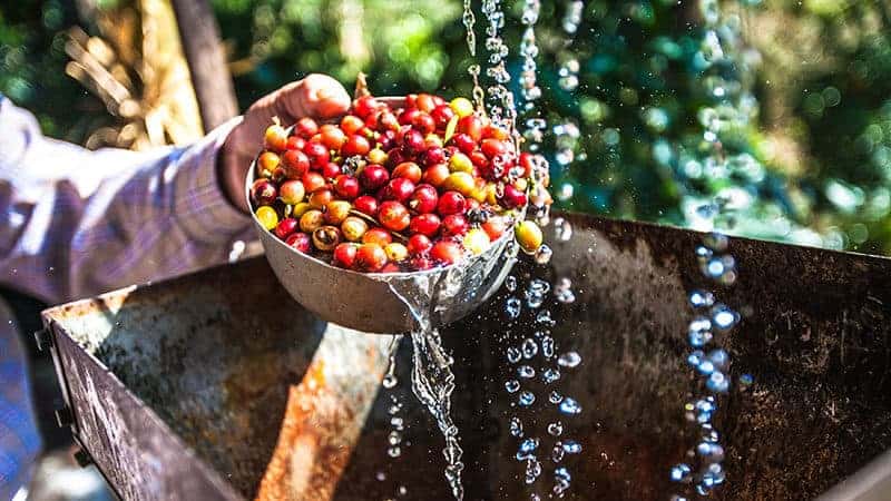 washing process of coffee beans